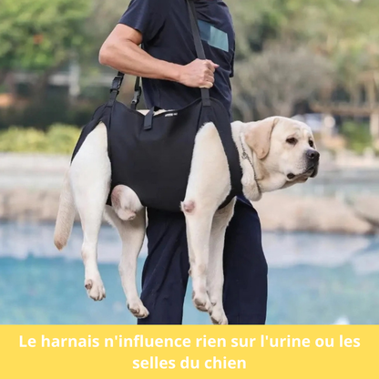 Harnais de soutien pour chien âgé - ZenCanin